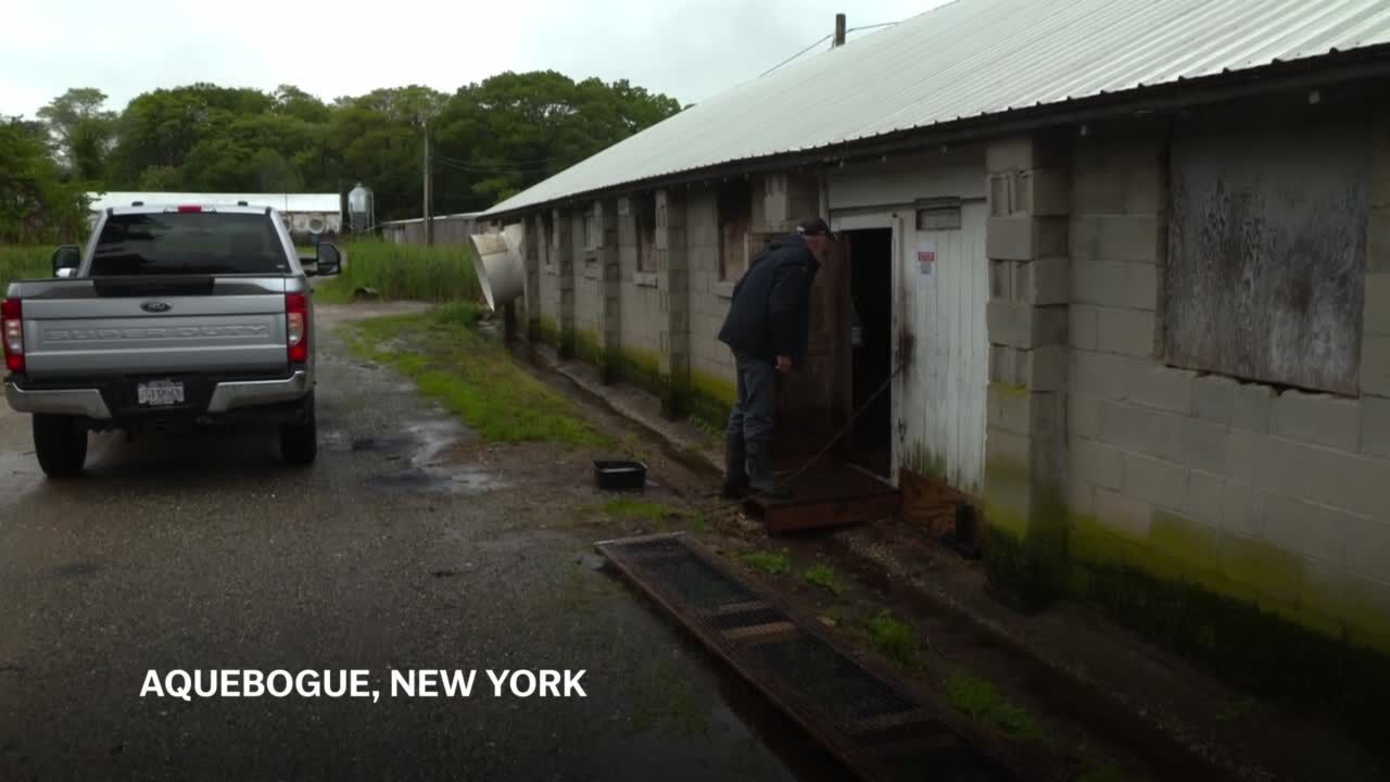 Long Island's last duck farm rebuilds after a flu outbreak forced the culling of its entire flock